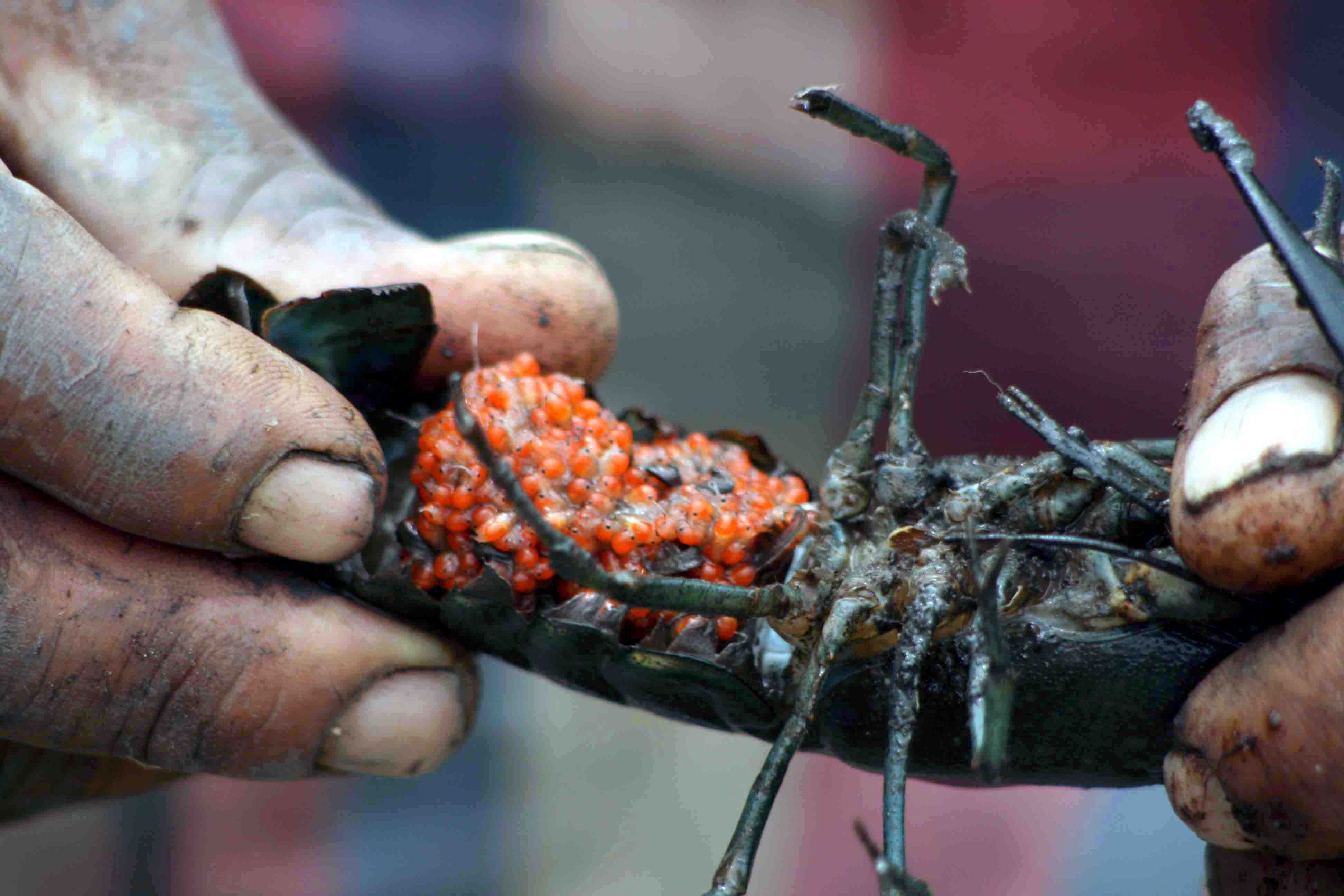 gravid red-claw lobster