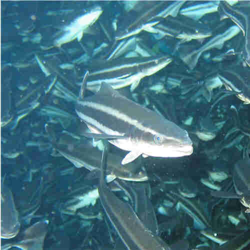 cobia